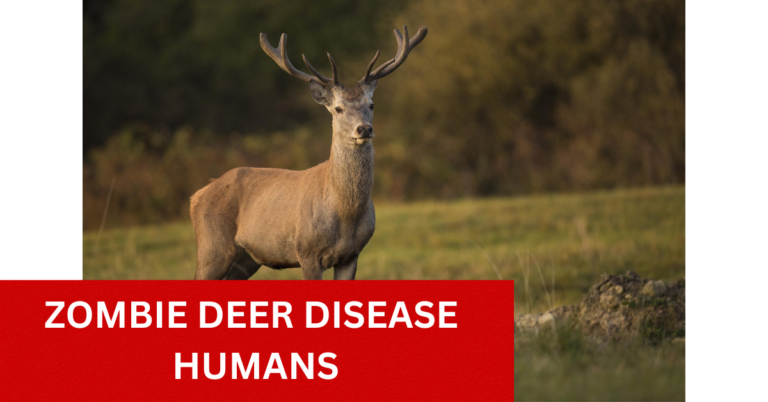 zombie deer disease humans